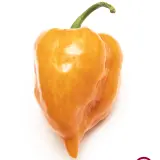 Habanero Mild Orange