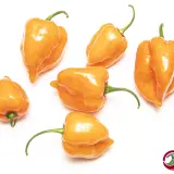 Habanero Mild Orange