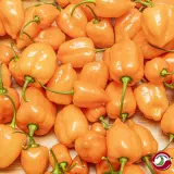 Habanero Mild Orange