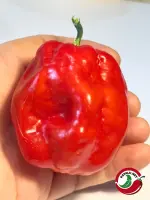 Aji Margariteno