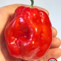 Aji Margariteno