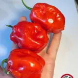 Aji Margariteno
