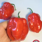 Aji Margariteno