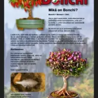 BONCHI – Bonsai-chilin opas (ILMAINEN lyhytversio)