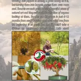 Fatalii Bonchi Digital Booklet – Comprehensive PDF Download