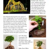 Fatalii Bonchi Digital Booklet – Comprehensive PDF Download