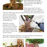 Fatalii Bonchi Digital Booklet – Comprehensive PDF Download