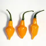 Cabacinha Laranja