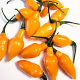 Cabacinha Laranja