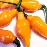 Cabacinha Laranja