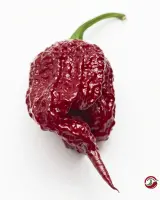 Carolina Reaper, Burgundy