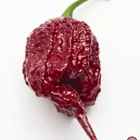 Carolina Reaper, Burgundy