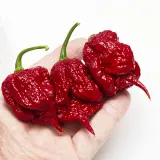 Carolina Reaper, Burgundy