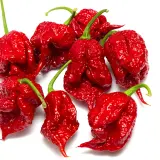 Carolina Reaper, Burgundy