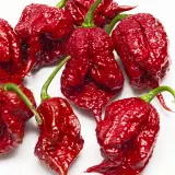 Carolina Reaper, Burgundy