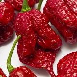 Carolina Reaper, Burgundy
