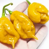Carolina Reaper, Orange