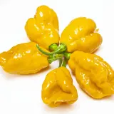 Carolina Reaper, Orange