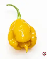 Carolina Reaper, Orange