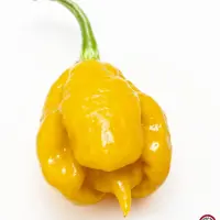 Carolina Reaper, Orange