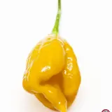 Carolina Reaper, Orange