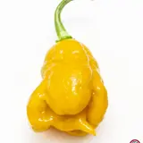 Carolina Reaper, Orange