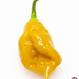 Carolina Reaper, Orange
