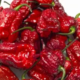 Carolina Reaper, Purple