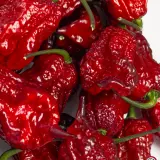 Carolina Reaper, Purple