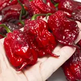 Carolina Reaper, Purple