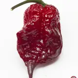 Carolina Reaper, Purple
