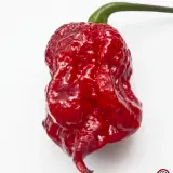Carolina Reaper, Purple