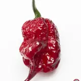 Carolina Reaper, Purple