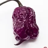 Carolina Reaper, Purple