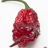 Carolina Reaper, Purple
