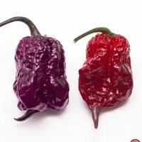 Carolina Reaper, Purple