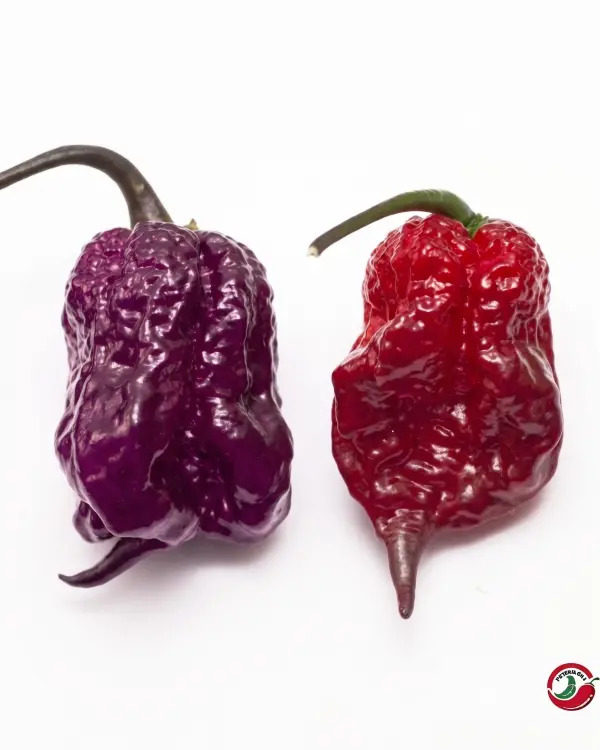 Carolina Reaper, Purple