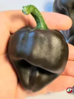 Chile de Onza