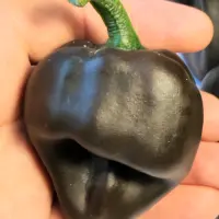 Chile de Onza