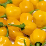 Habanero Orange Apple