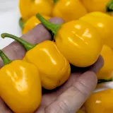 Habanero Orange Apple
