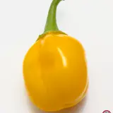 Habanero Orange Apple