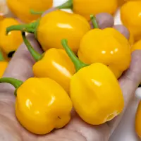 Habanero Orange Apple