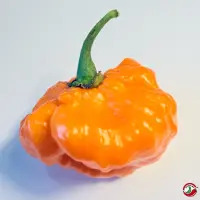 Orange Blob