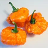 Orange Blob