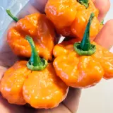 Orange Blob