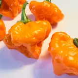 Orange Blob