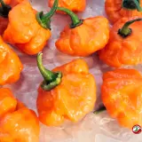 Orange Blob