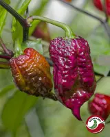 Carolina Reaper, Purple