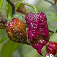 Carolina Reaper, Purple
